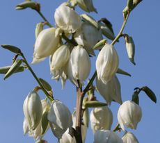 Yucca-Blüte-2.jpg